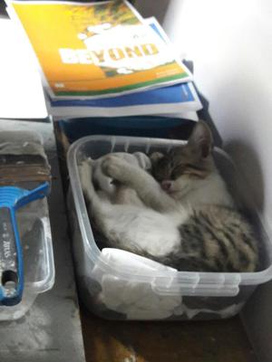 Adopcion Gatitos 2 Meces Lindos