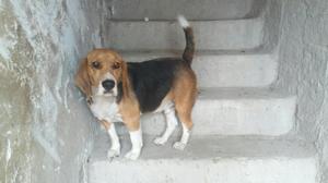 Beagle Puros Tricolor