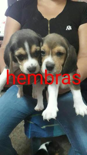 Beagles Cachorritas