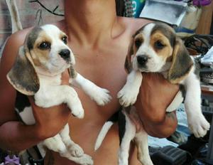 Beagles Hembras