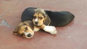 Beagles Tricolor