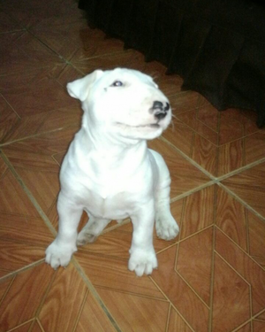 Bull terrier macho cel 