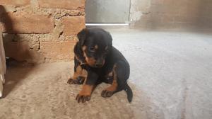 Cachorra Rottwailer