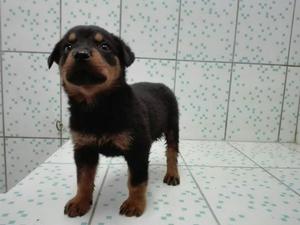 Cachorra Rottweiler