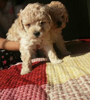 Cachorritas Poodle