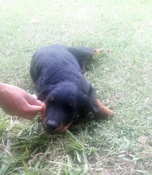 Cachorro Rotweiler