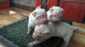 Cachorro Sharpei Full Arrugas Shar Pei