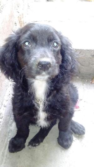 Cachorro en Adopcion