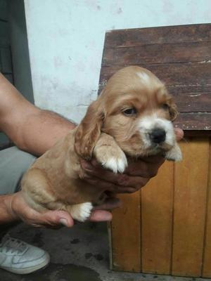 Cachorros Cocker Spaniel