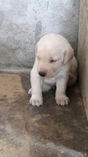 Cachorros Labrador