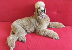 Cachorros Poodle Gigante