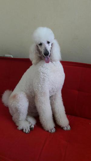 Cachorros Poodle Gigante.