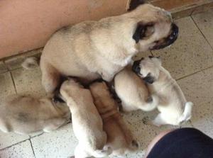 Cachorros Pug