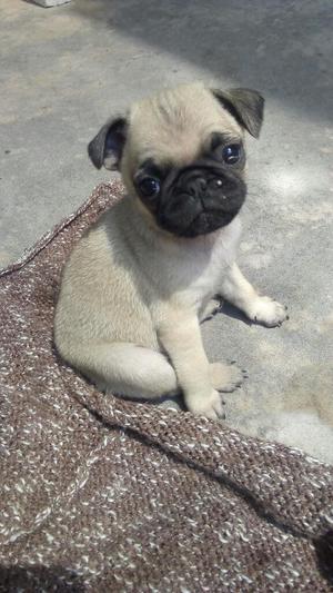 Cachorros Pugs Carlinos