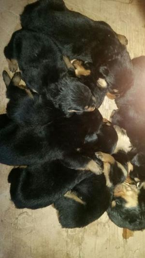 Cachorros Rottweilers