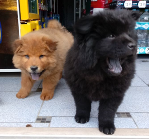 Cachorros chow chow en Huancayo