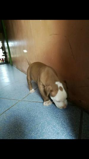 Chachorros Pitbulls en Venta