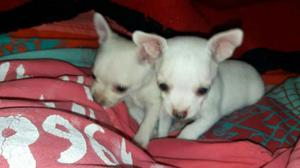 Chihuahua Toy Super Lindas