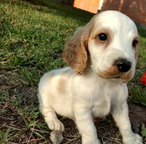 Cocker Macho Bello con Papas Presentes