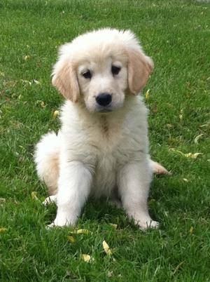 GOLDEN CACHORRAS HENBRAS A SOLO 500 SOLES