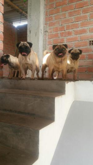 Hermosos Cachorros Pug Carlinos