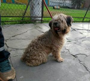 Lindo Peluchin en Adopción