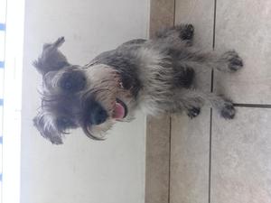 Perro schnauzer de un ao