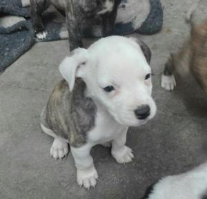 Pitbulls en Venta