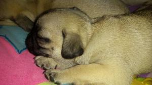 Pugs Carlinos Originales