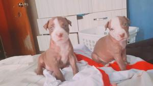 Raza Pitbull Red Nose Hembra Y Macho