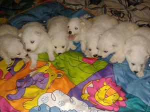 SAMOYEDO AQUI EN LIMA CACHORRITOS HERMOSOS