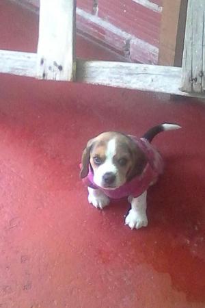 Se Vende Beagle !!!
