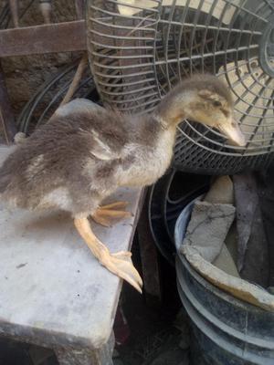 Se Vende Piquines