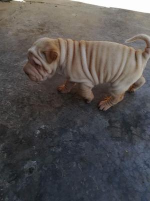 Shar Pei