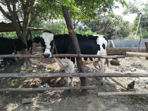 Vacas Lecheras Holstein