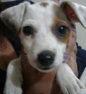 Vendo Cachorros Jack Russell Terrier