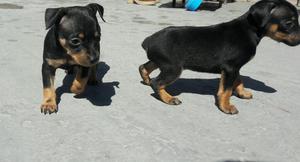 Vendo Cachorros Pinscher