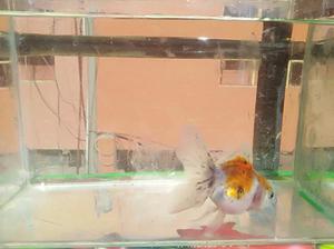 Vendo Golfish Oranda Calico 13cm.