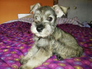 Vendo Hermosos Cachorros Schnauzer