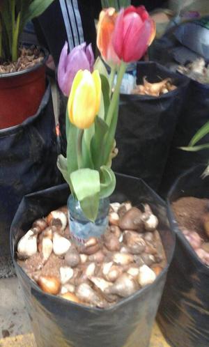 Vendo Hermosos Tulipanes Y Sus Bulbos