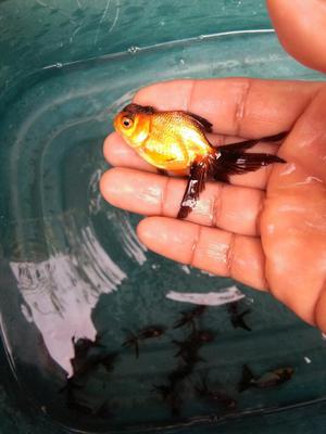 Venta de Goldfish Rep Cap Apache