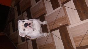 Venta de bulldog Ingles