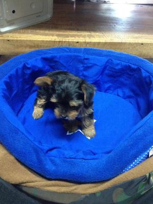 Yorkshire Terrier Hermosos Cachorros