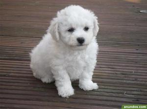 bichon frise