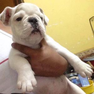 bulldog ingles hembra de 2 meses de vida
