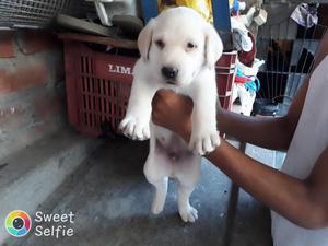 cachorro labrador ideal para los nios