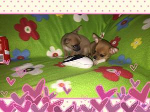 chihuahua toy mini cachorritos de 2 meses deparasitados y