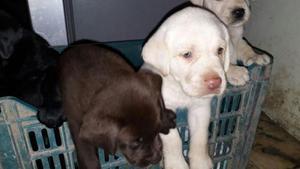 labrador retriever bonitos cachorritos marrones y huesos