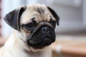 pug carlino