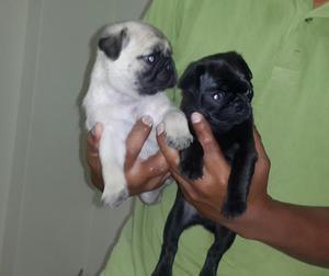 pug negro y arena